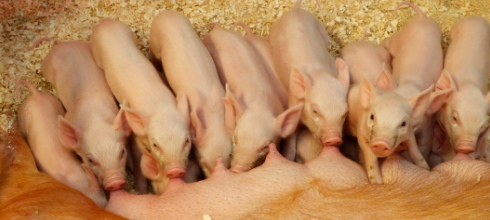 Clasificando a los cerdos en la granja con tecnología de sensores
