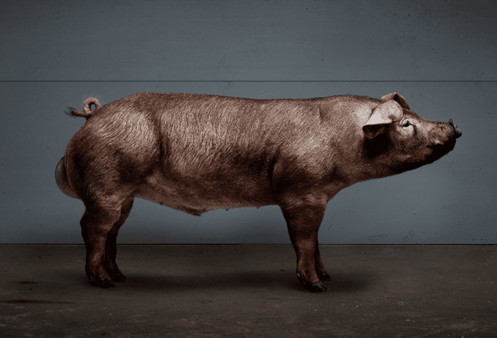 Macho Norsvin Duroc: Ahorro de 6 kilos de alimento por animal en engorda