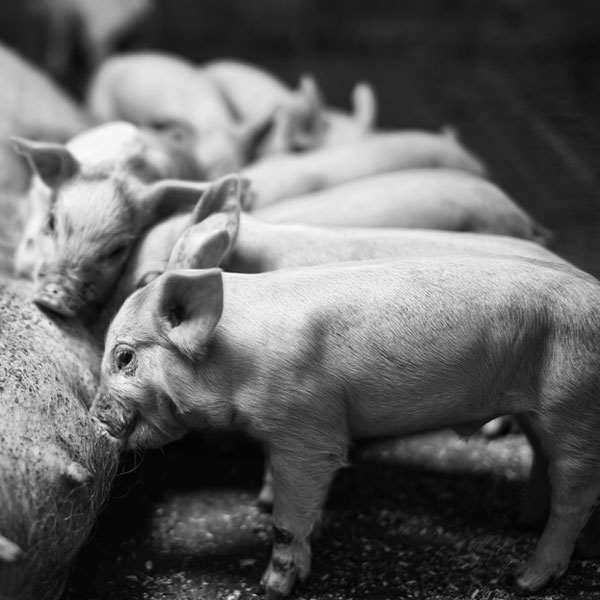 Buscando una producción porcina más sociable