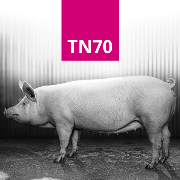 El desempeño de la TN70 destaca en Sudamérica