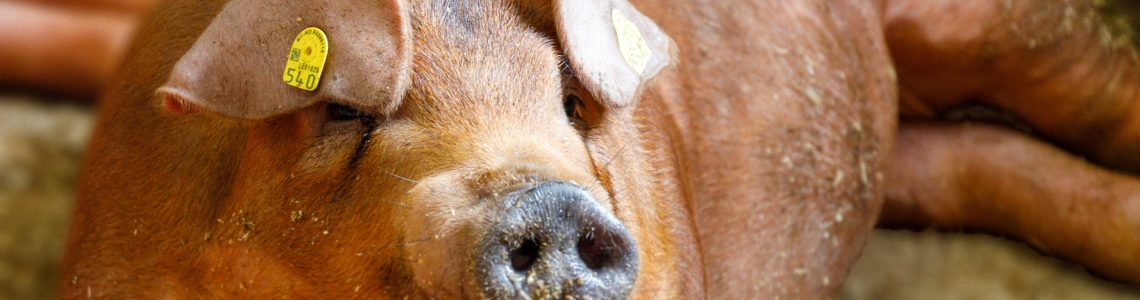 Duroc breeder Even Landro (1)